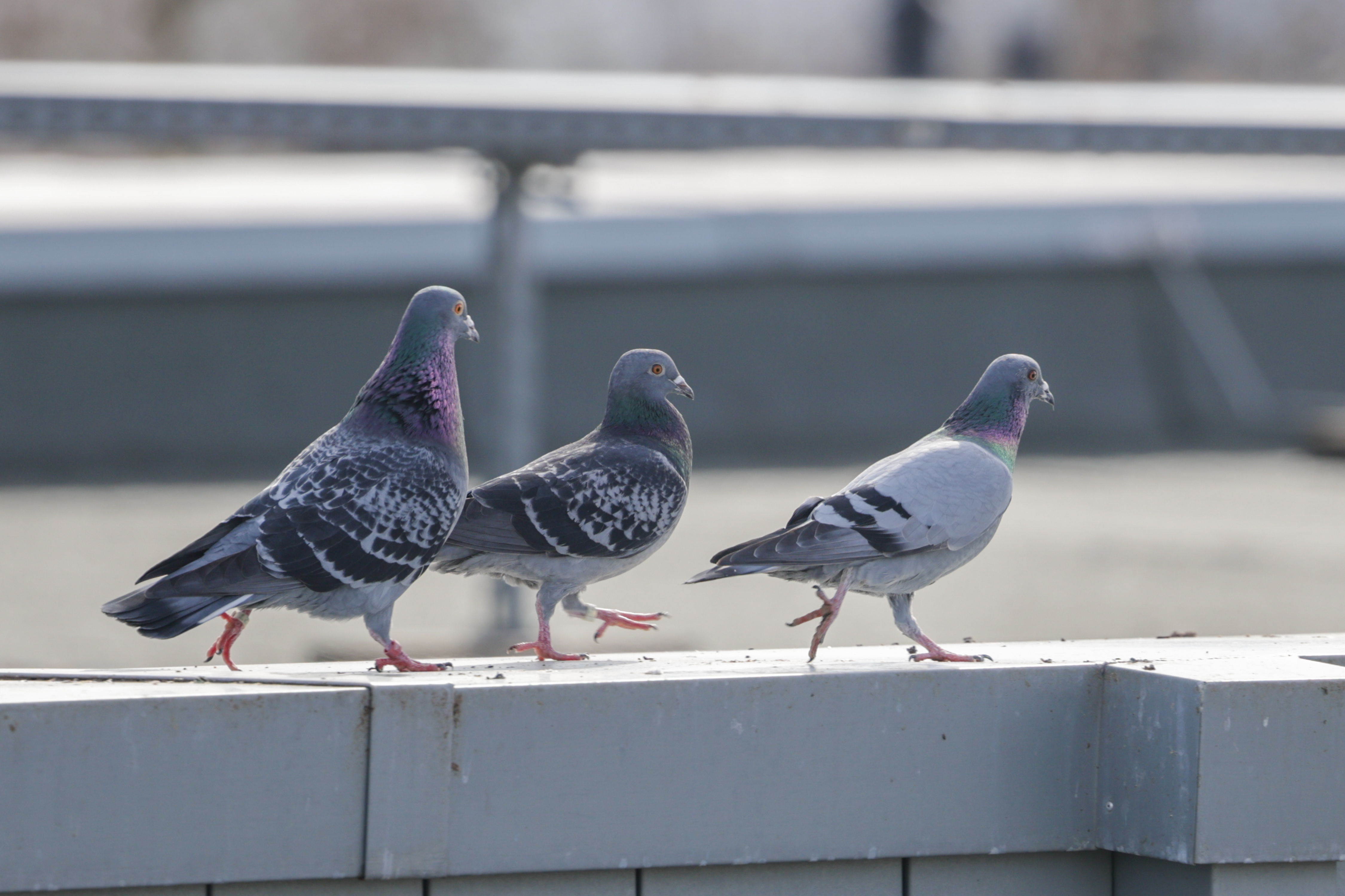Pigeons unlikely the source of backyard defecation in Ontario city, council told