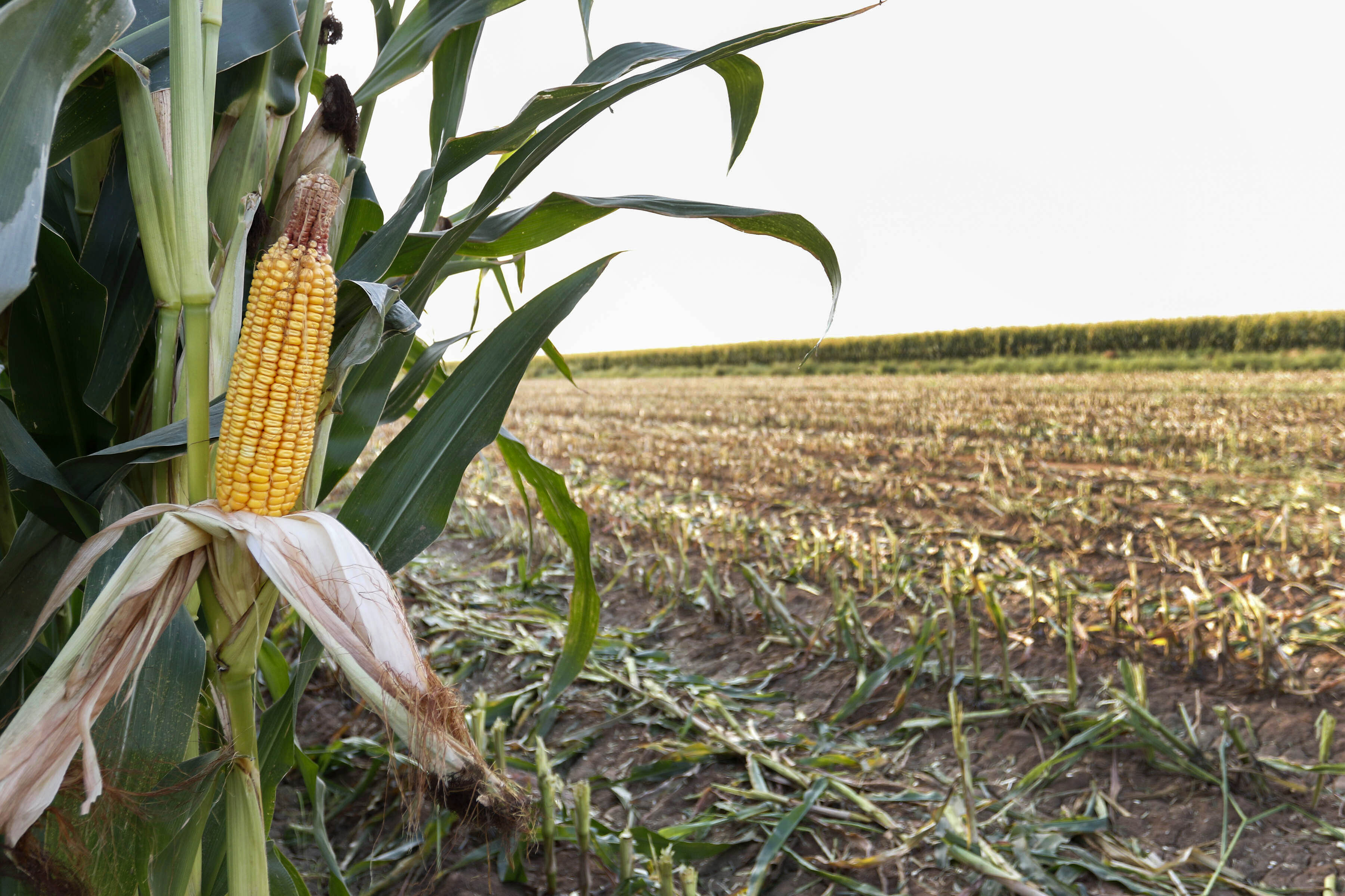 U.S. farmers plan to plant less corn as Iran war hits fertilizer supply