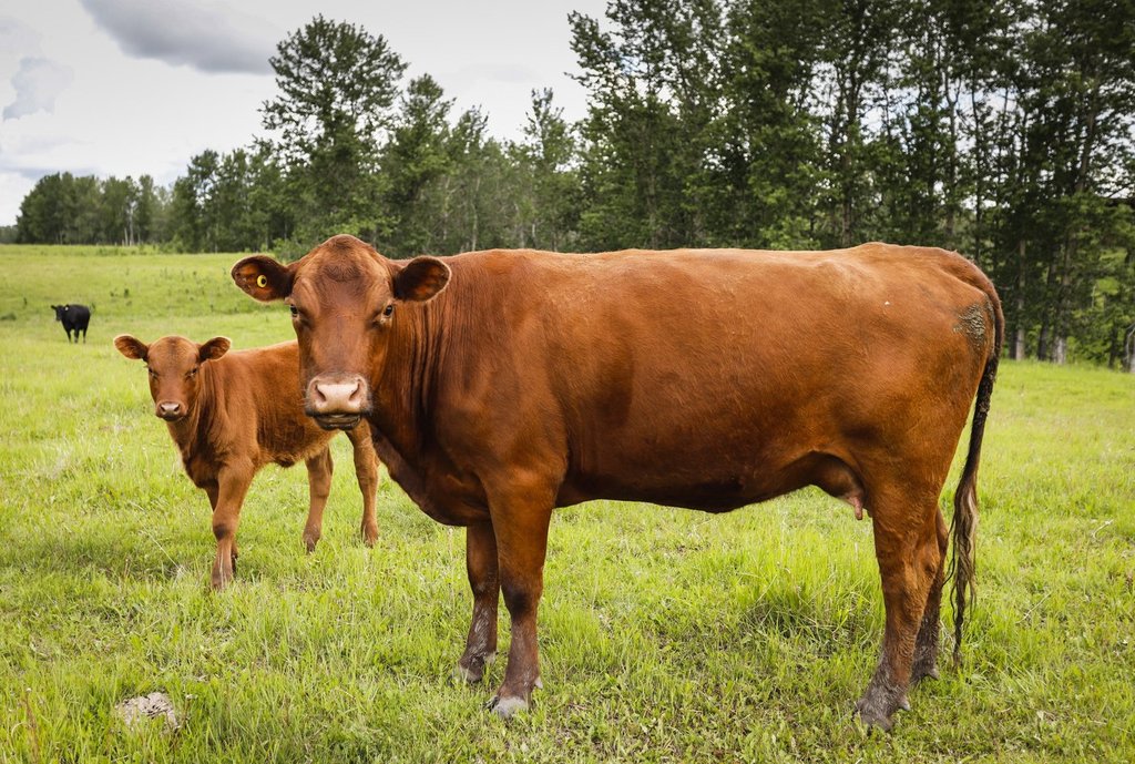 Cattle farmers slam N.B. plan to end vet services