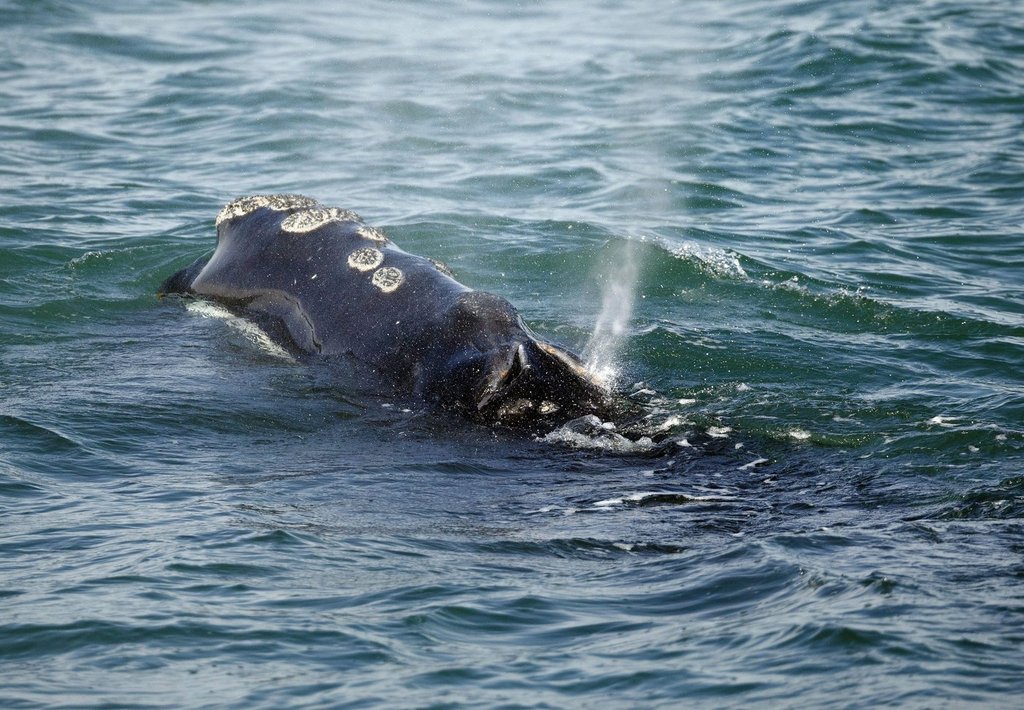 Endangered whales: U.S. proposal to change safety measure draws criticism from Canada