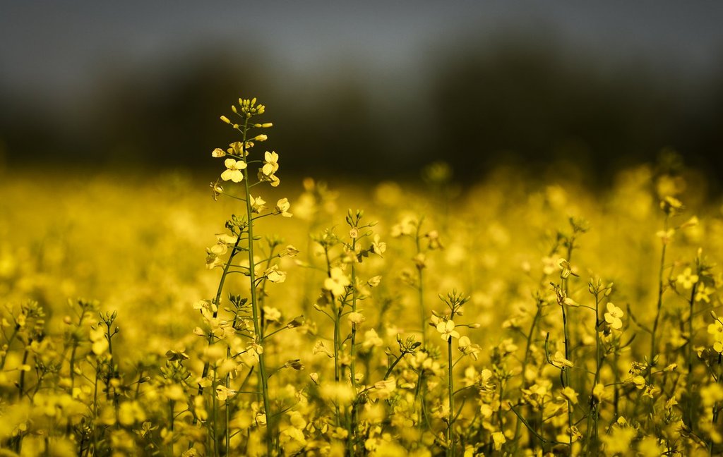 Soaring diesel prices ‘going to be very expensive’ for Canadian farmers