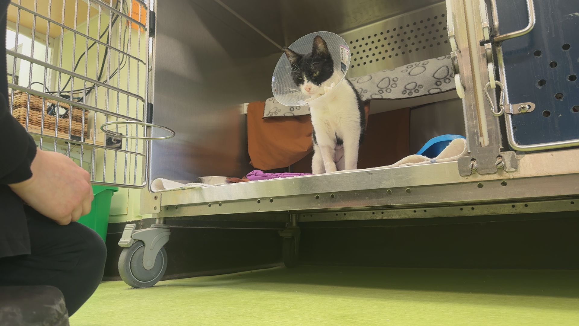 Клаузите за забрана на домашни любимци отдавна са норма за