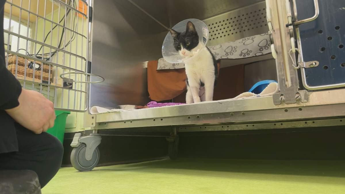A cat up for adoption at the Montreal SPCA on March 23, 2026.