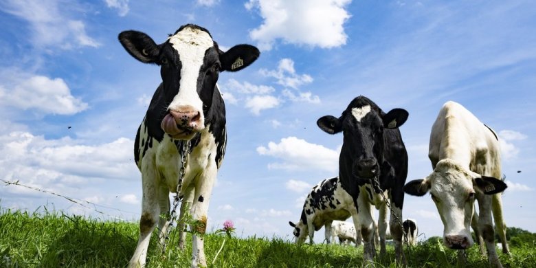 Ongoing History daily: The mad manure bomber of Calgary