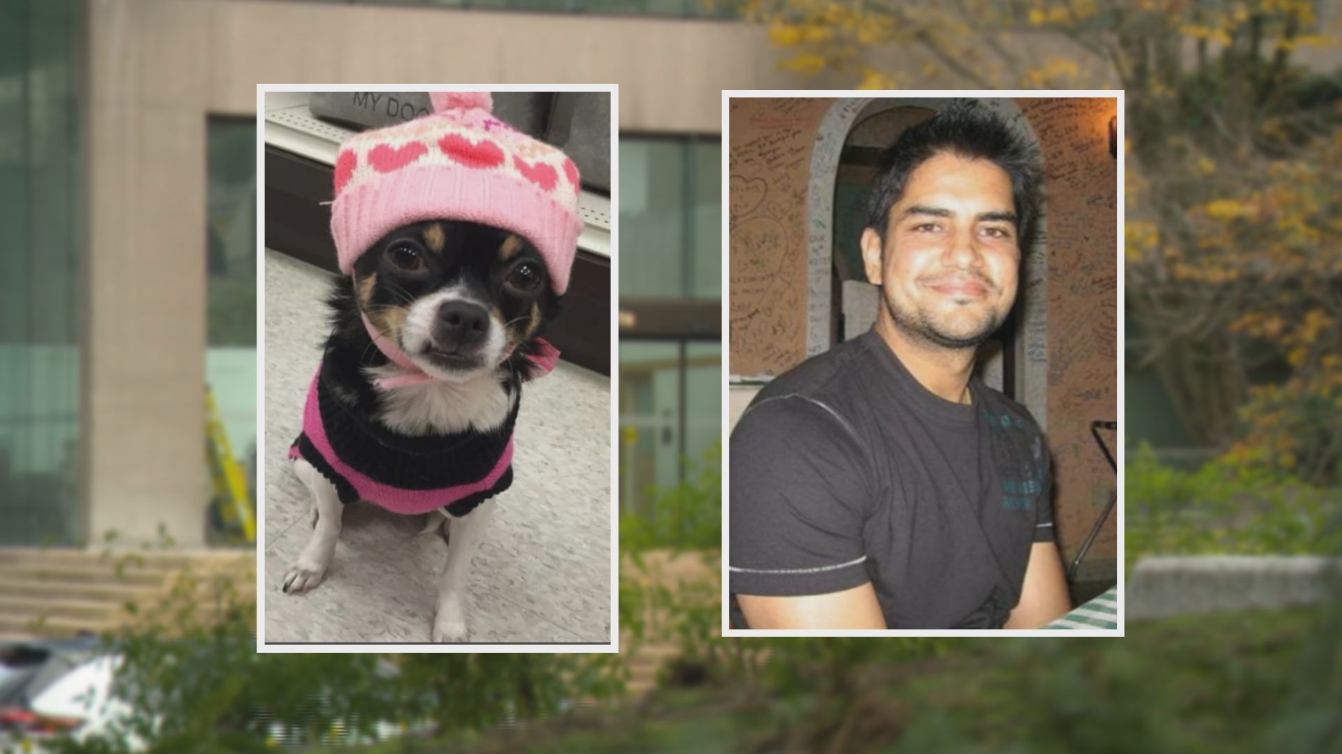 B.C. man sentenced for killing ex-girlfriend’s chihuahua appeals the 2024 verdict