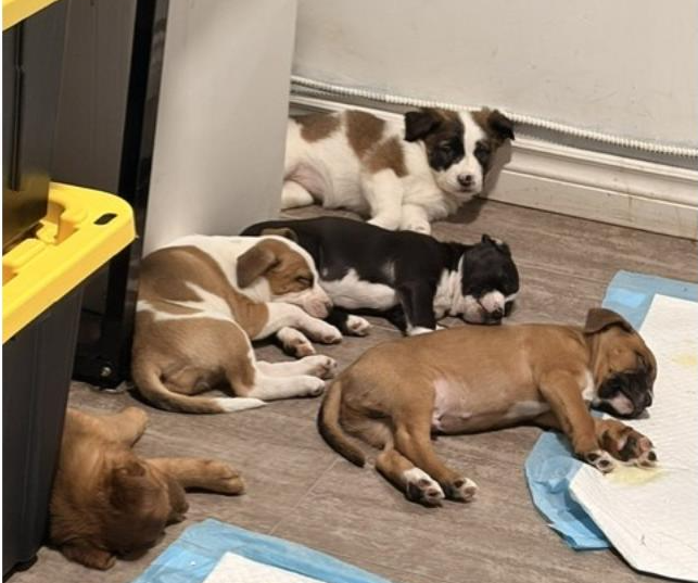 Police find dog breeding operation during drug lab raid in Hamilton, Ont.