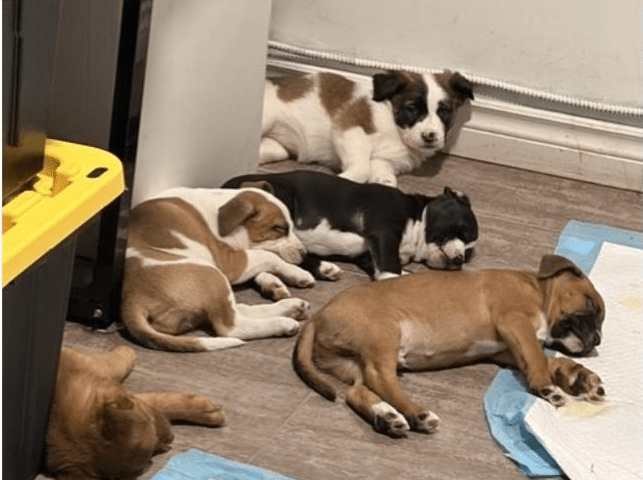 A polícia encontra uma operação de criação de cães durante uma operação em um laboratório de drogas em Hamilton, Ontário. A polícia encontra uma operação de criação de cães durante uma operação em um laboratório de drogas em Hamilton, Ontário.