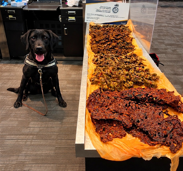 Another CBSA dog sniffs out kilos of raw meat in traveller’s bag at Pearson airport
