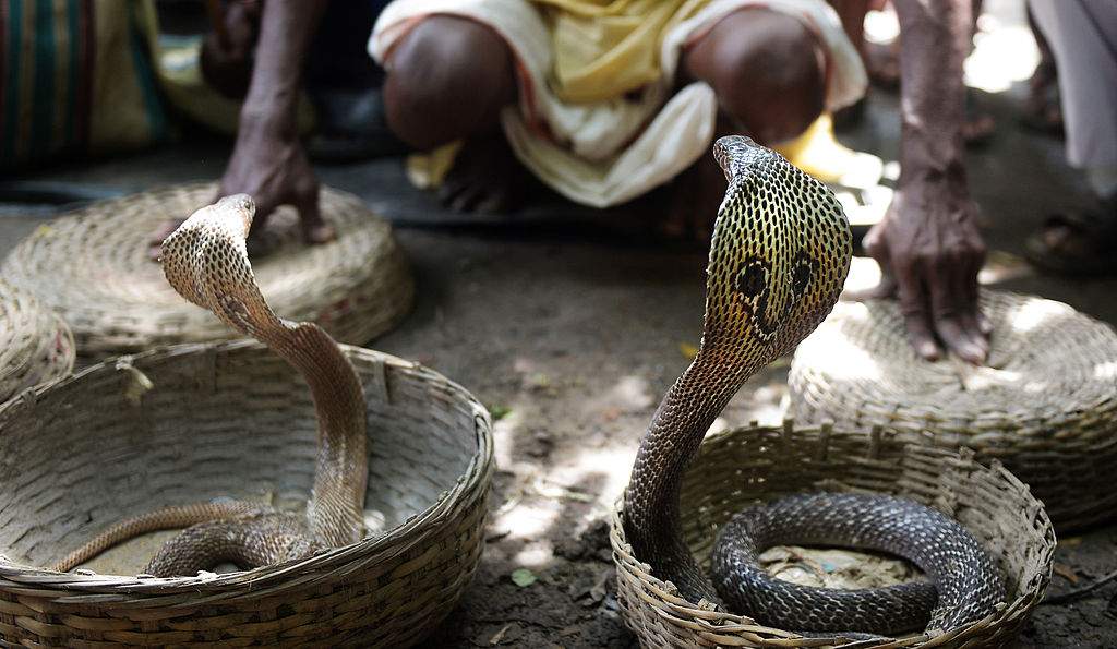 Tourist dies after being bitten at snake charming show on Egypt vacation