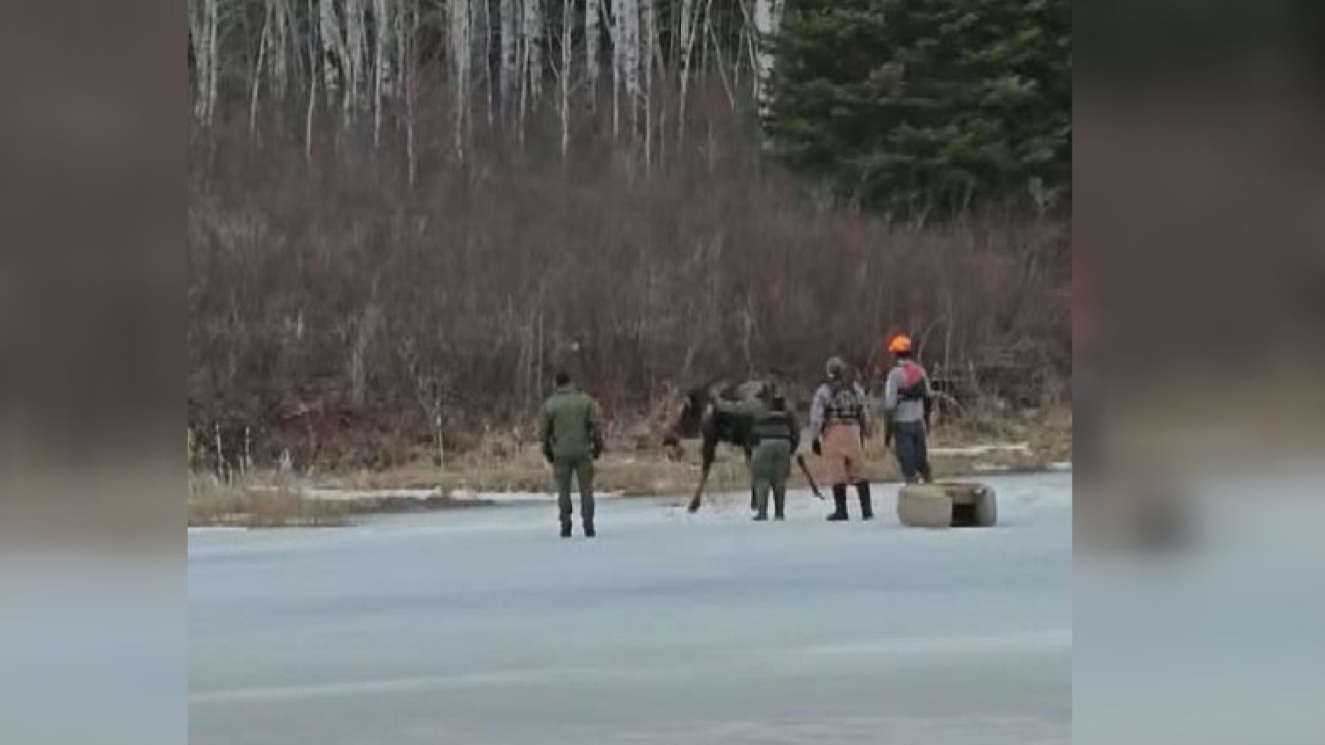 Moose rescued after falling through ice in Manitoba’s Nopiming Provincial Park