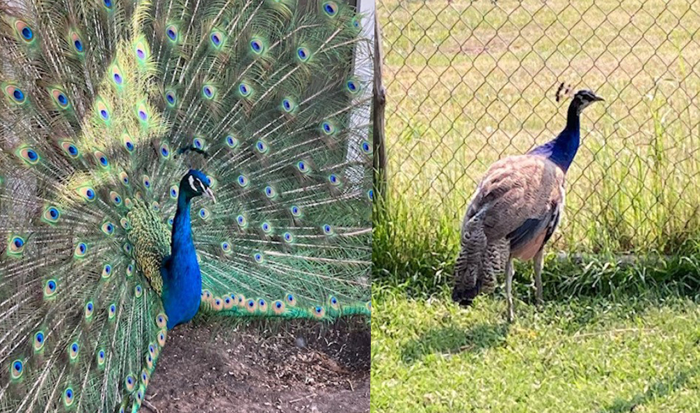 Purloined Peafowl Found And Safely Returned To Owners: Alberta Mounties - Beritaja