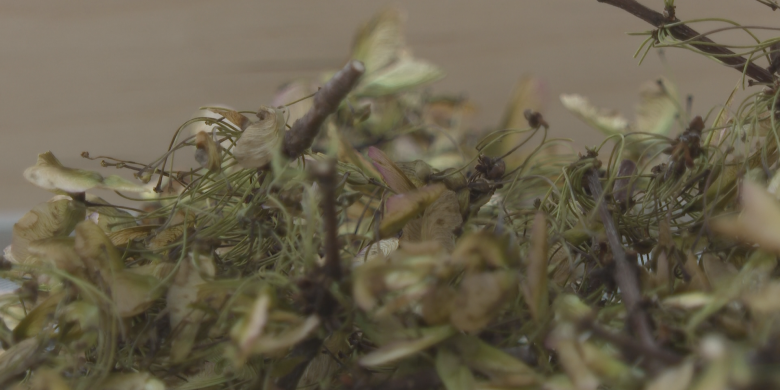 Why Canadian seeds are on their way to the moon with Artemis II