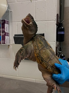 Snapping turtle abandoned outside Vaughan, Ont., zoo, 2nd case this year