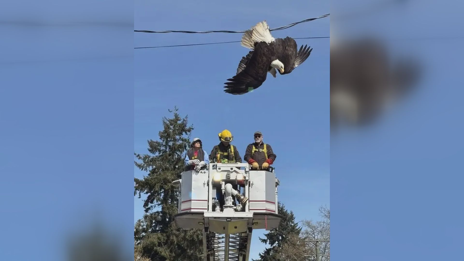Fighting bald eagles rescued in Surrey, B.C. after caught in power line