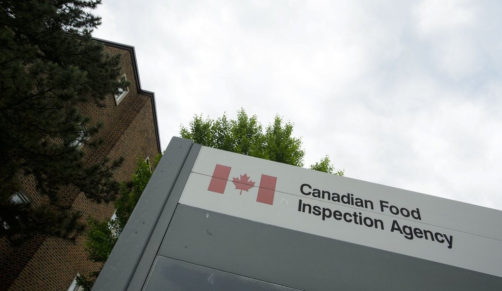 Cfia Warns Of U.s. Outbreaks Of Pseudorabies In Commercial Swine - Beritaja