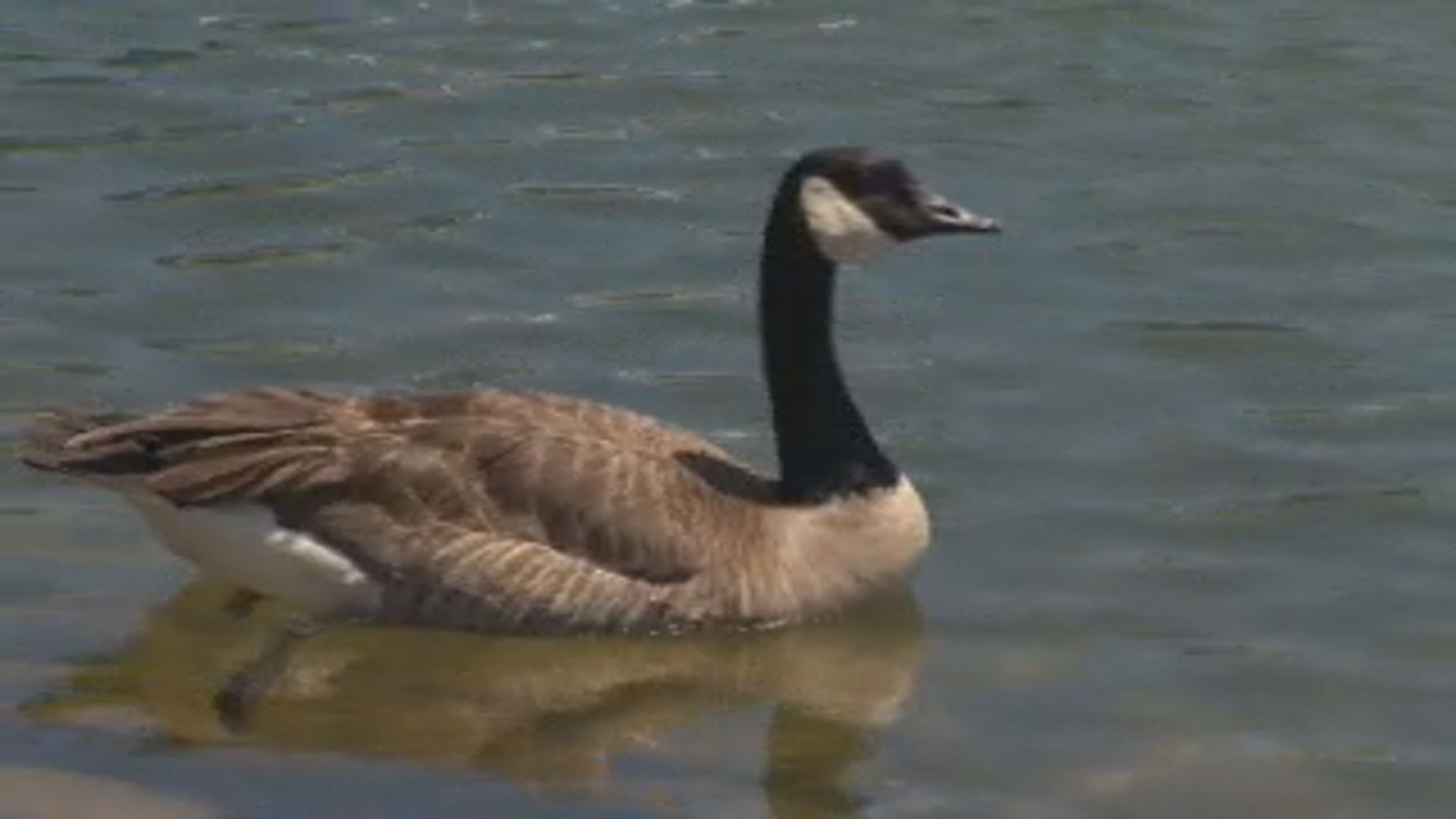 Teen driver accused of running over geese in Winnipeg, charged with animal cruelty