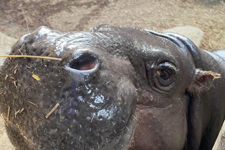 Hipopótamo pigmeu do Zoológico de Toronto espera segundo filho Hipopótamo pigmeu do Zoológico de Toronto espera segundo filho