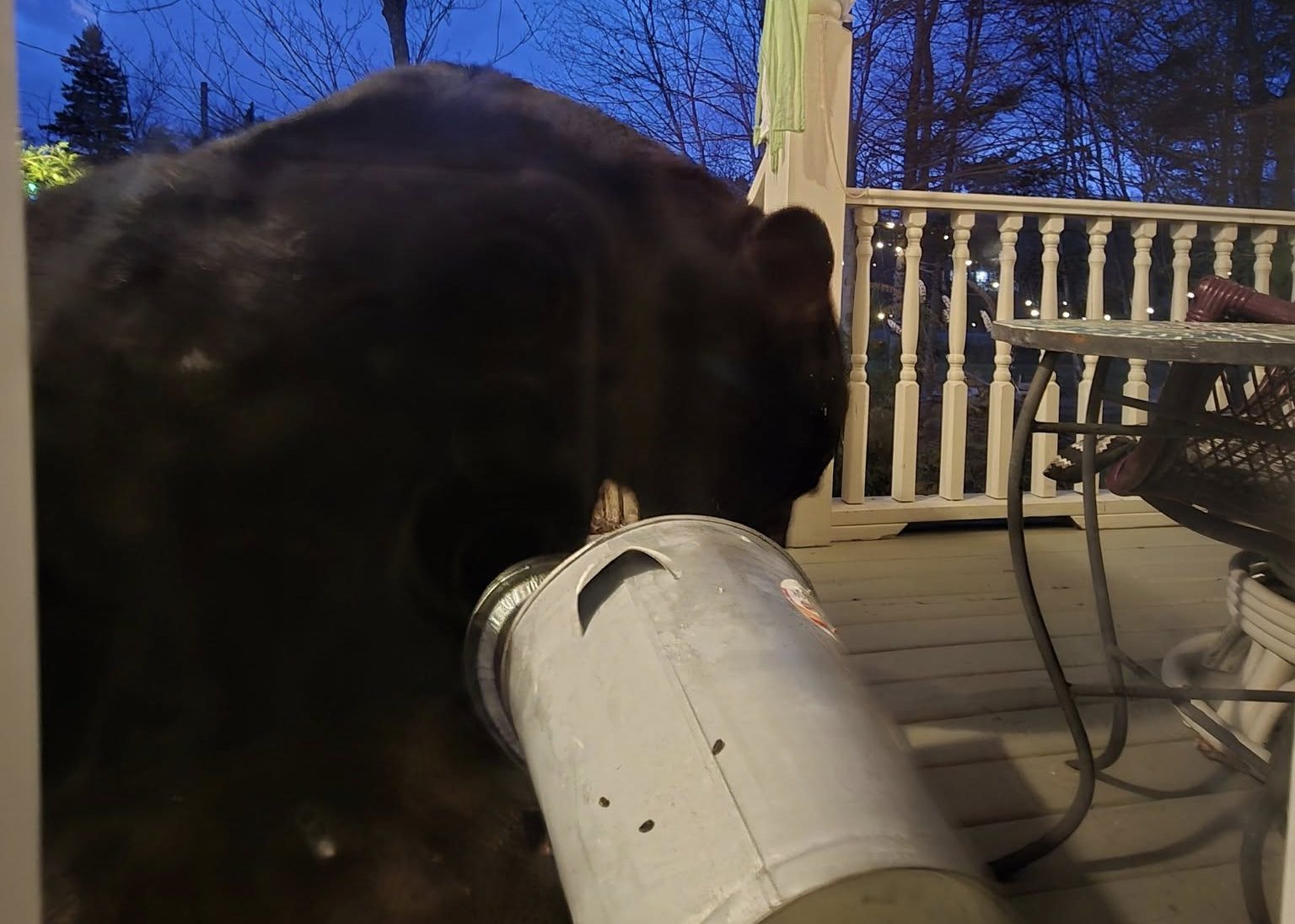 ‘Limpy’ the bear to be removed from N.S. suburb but some want him to stay