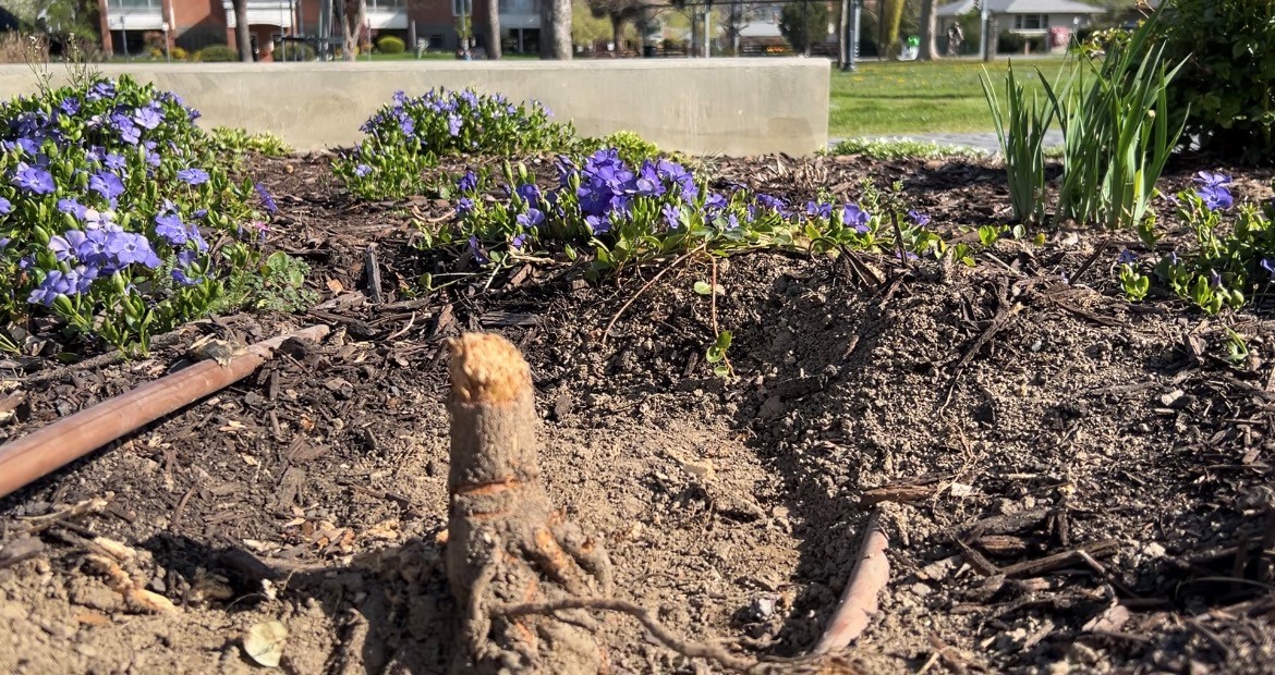 Grieving Families Devastated In Wake Of Disturbing Vandalism At Kelowna Memorial Site - Beritaja