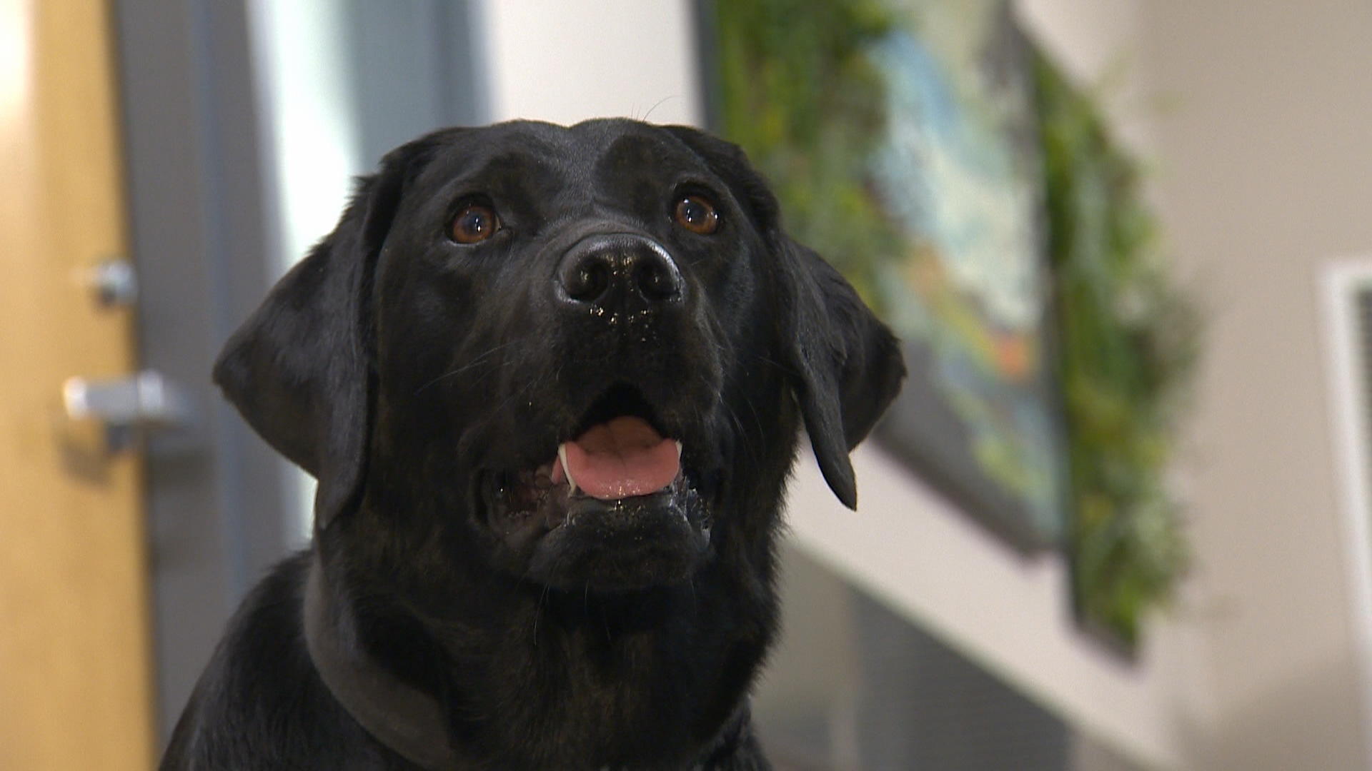 Winnipeg police dog sniffs out electronic storage devices