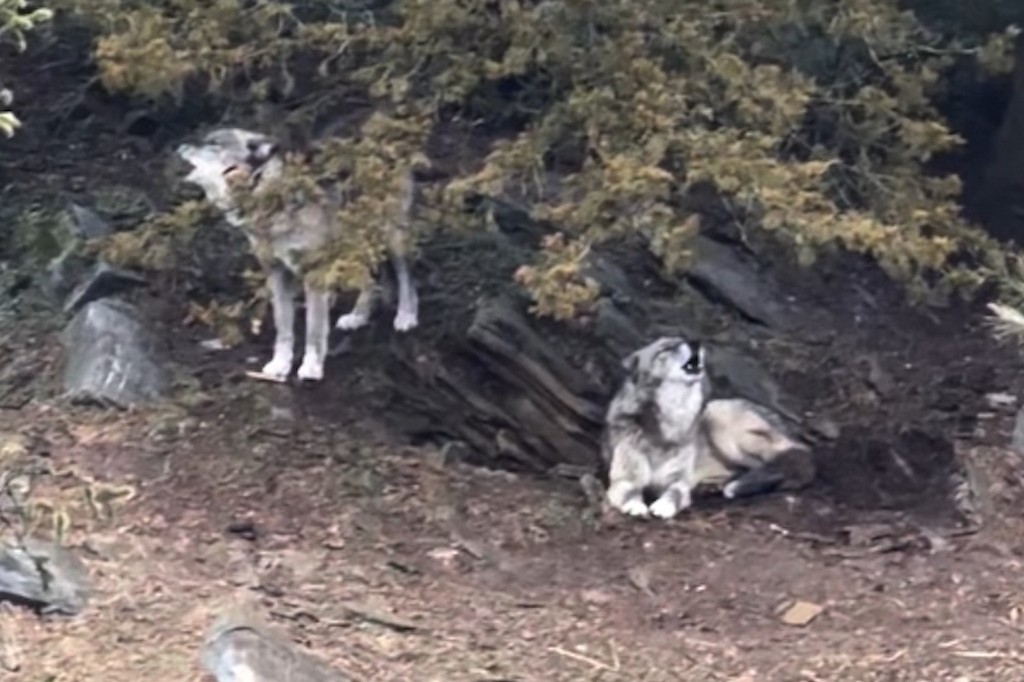 Parents charged with child endangerment after toddler injured by wolf at zoo