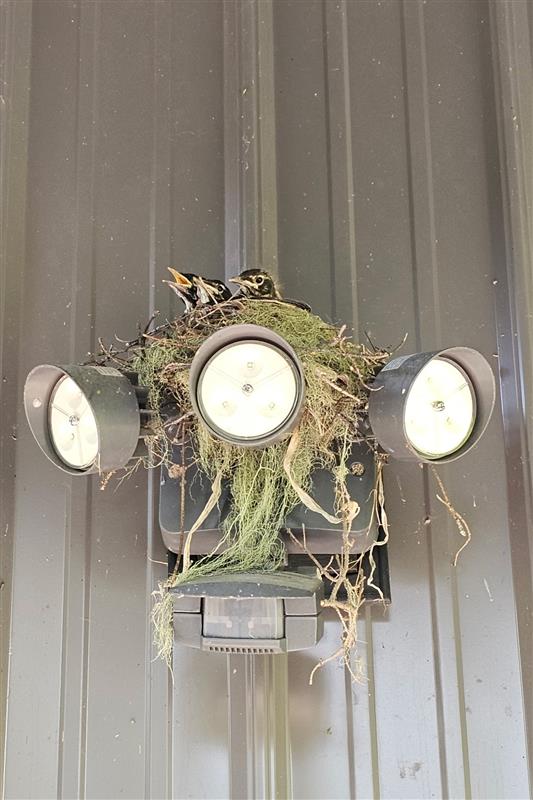 A robin nesting at Russ and Pat Popp’s home after they returned from the wildfire evacuation.