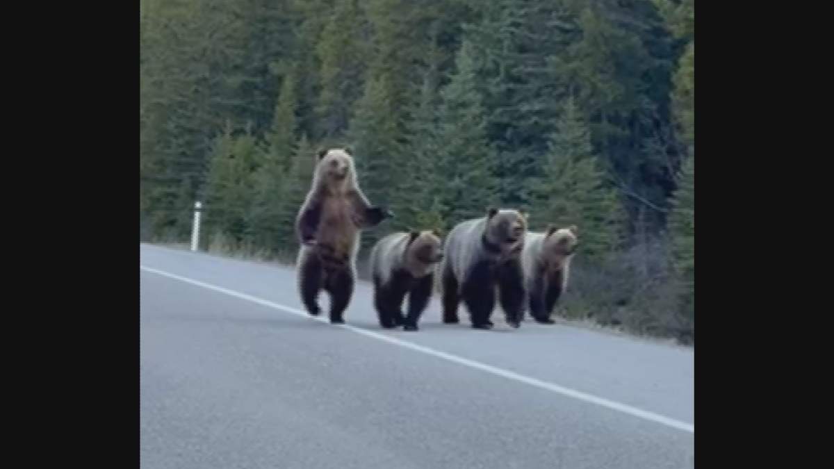 Mujtaba Khawaj said it was 'really cool' to see one of the bears stand up on its hind legs and start walking like a human.