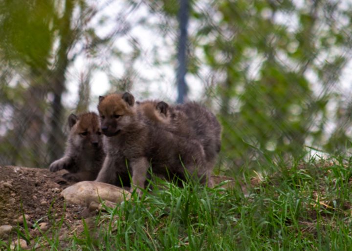 Arctic Wolf Pups Born At Edmonton Valley Zoo - Beritaja
