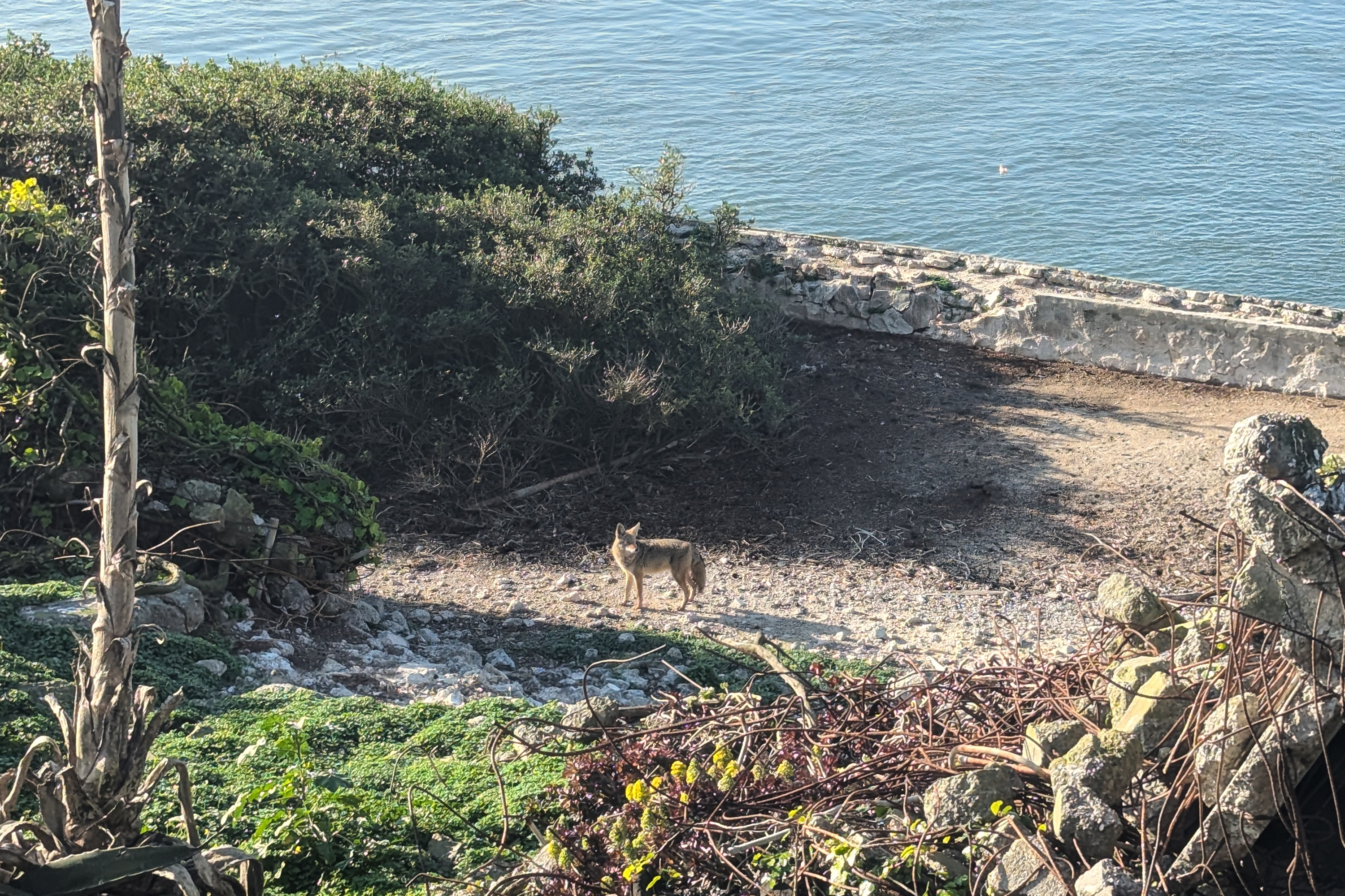 Researchers discover where coyote that made epic swim to Alcatraz came from