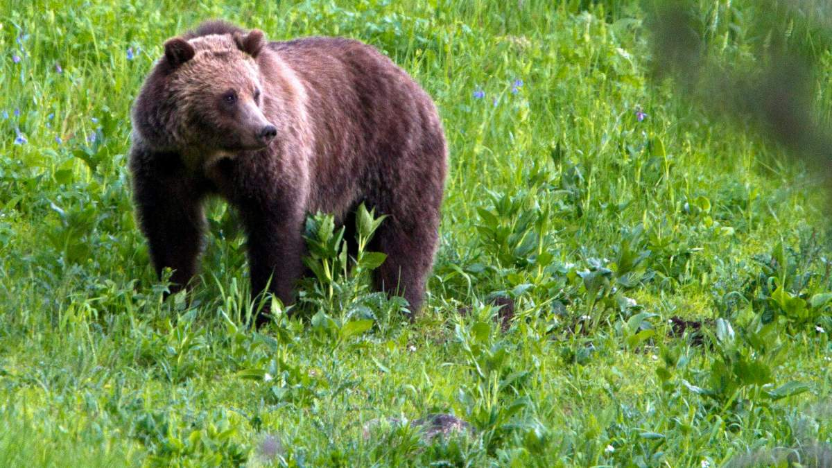 72-year-old woman seriously injured in grizzly bear attack in remote area of B.C.