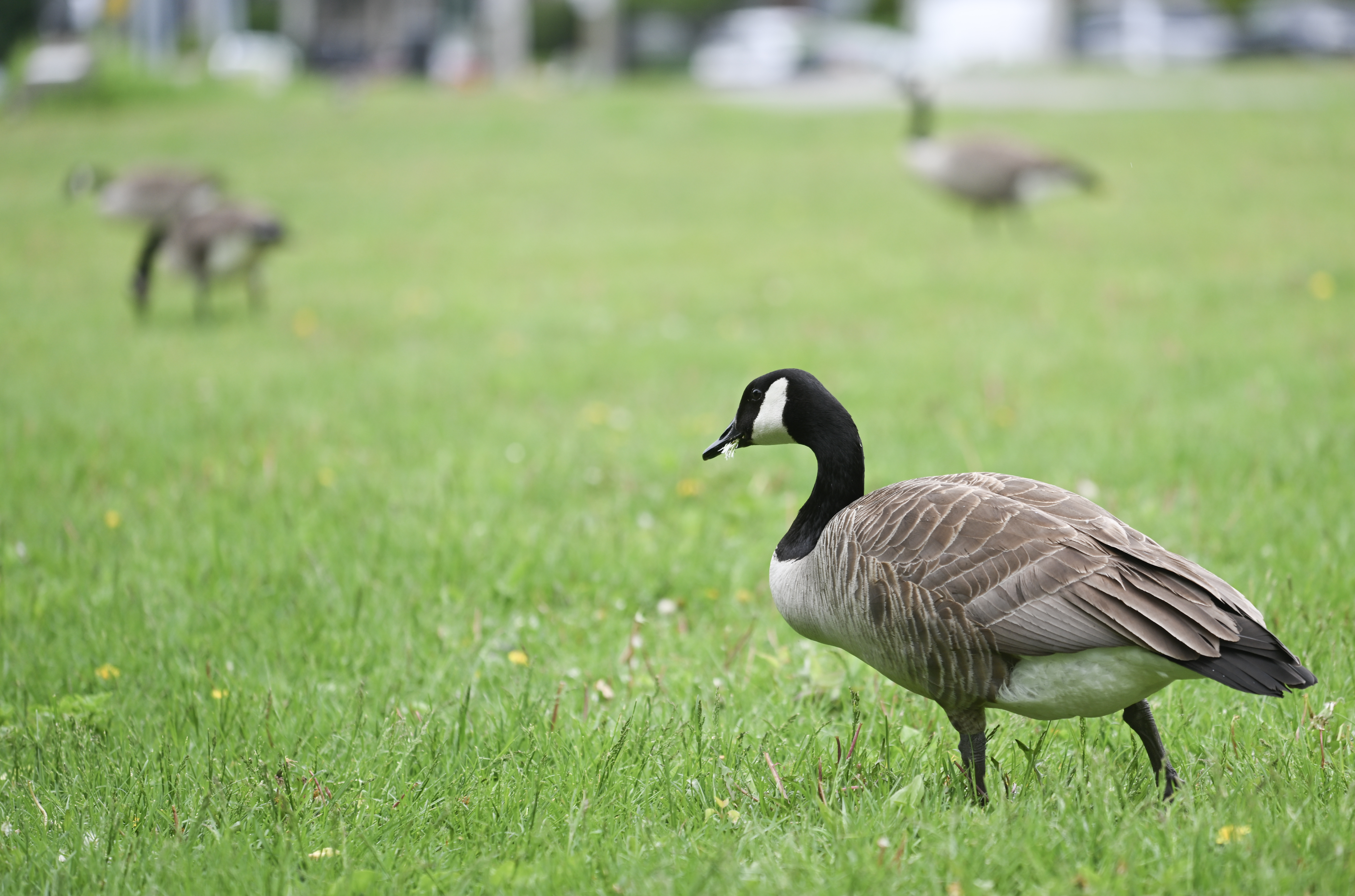 Ontario man fined K after pleading guilty to ‘harassing’ Canada geese