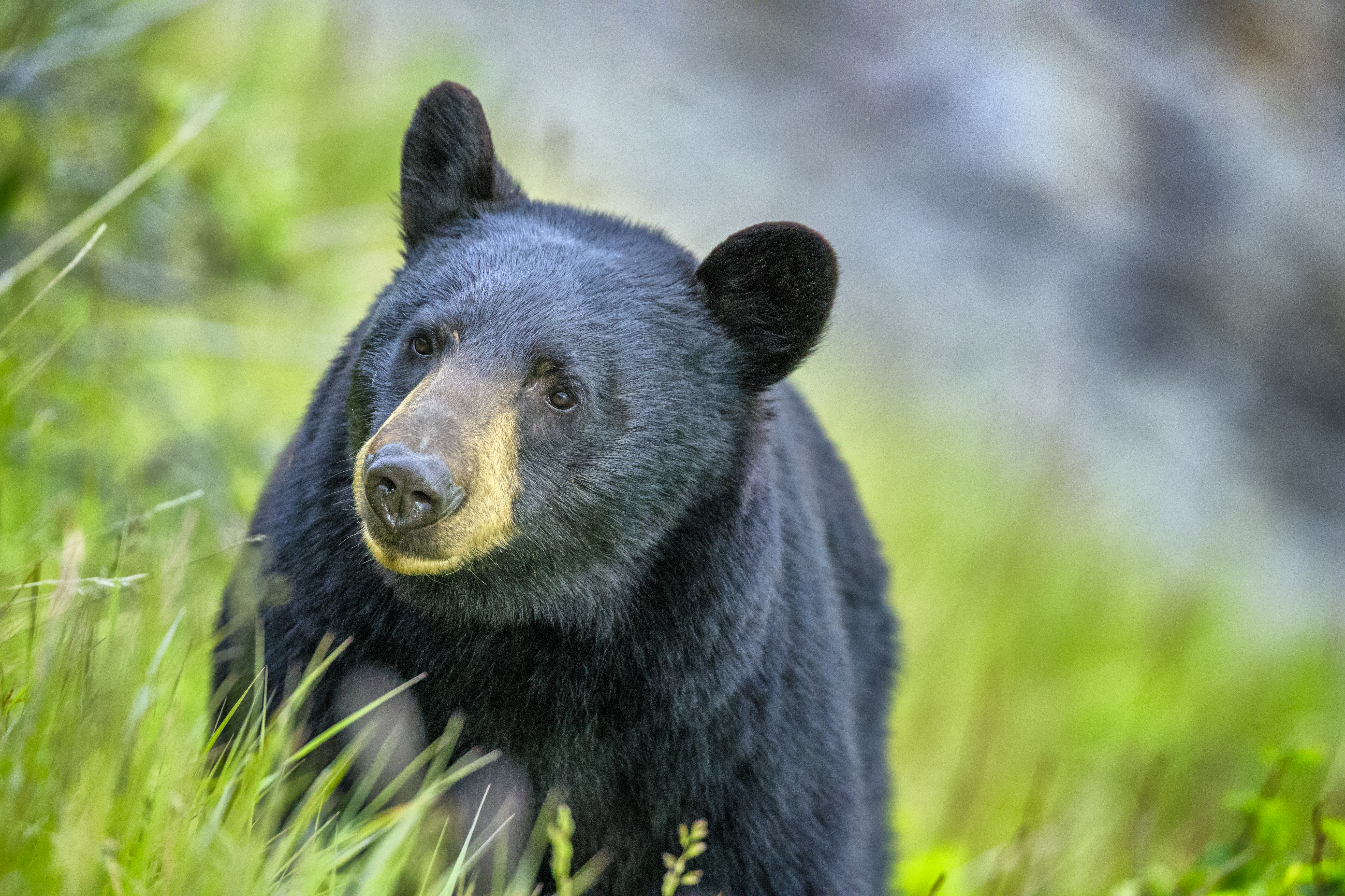 Bear Attack Leaves Man Dead In Northern Saskatchewan - Beritaja