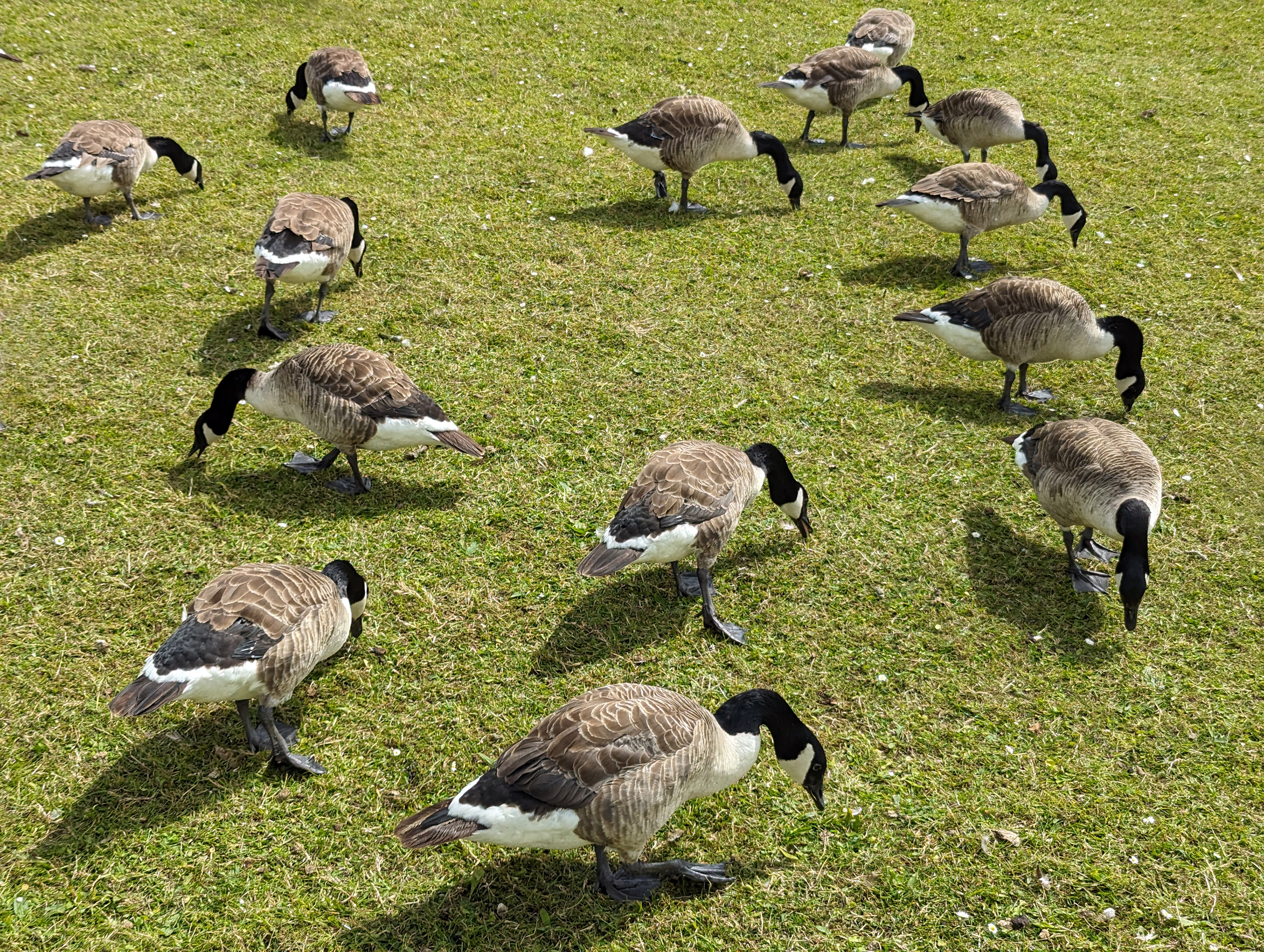 Cat dies of avian flu in southeast Saskatchewan