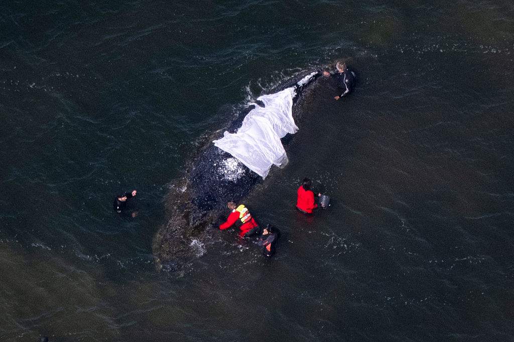 23 April 2026, Mecklenburg-Western Pomerania, Wismar: Helpers stand close to the whale (photo taken from an airplane). The humpback whale that stranded near Wismar three weeks ago is still stuck in shallow water. A private initiative has been trying to rescue the whale for days.