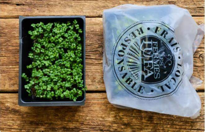 Why Your Healthy Organic Broccoli Microgreens Might Make You Sick