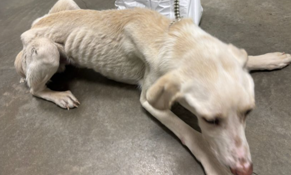 The Capacity Crisis of Animal Welfare Systems Structural Breakdown of the BC SPCA Surrender Surge