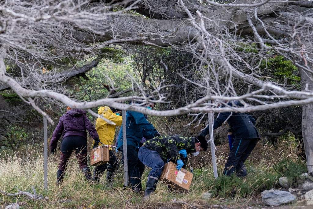 Argentine scientists collect traps placed at different points across Ushuaia, Argentina, Tuesday, May 19, 2026, as part of an investigation for the source of the hantavirus outbreak on the MV Hondius cruise ship.