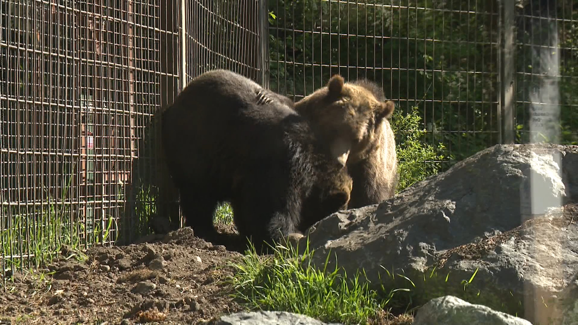 Orphaned Grizzly Bear Cubs Make Their Public Debut At The Calgary Zoo - Beritaja