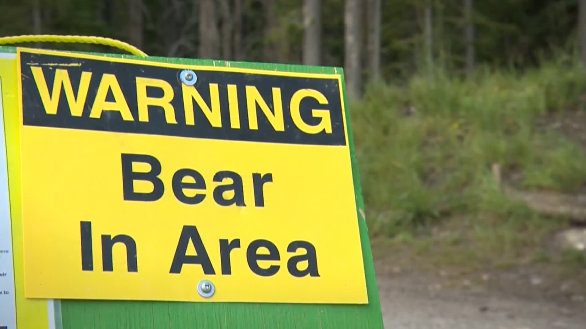 Bear Warnings Issued For Kananaskis Country After 2 People Bluff Charged - Beritaja