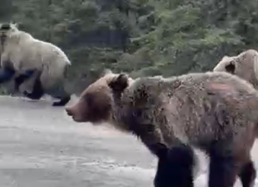 Calgary Hikers Share ‘really Cool’ Video Of Kananaskis Grizzly Bears - Beritaja