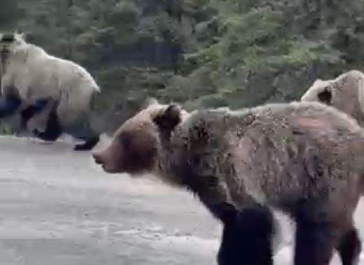 Calgary hikers share ‘really cool’ images of Kananaskis grizzly bears
