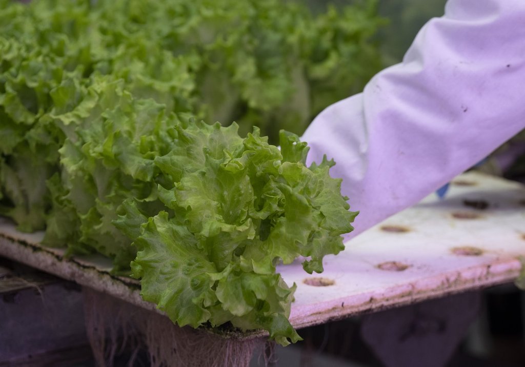Трябва ли канадците да избягват американска продукция на фона на разпространението на циклоспориазата?