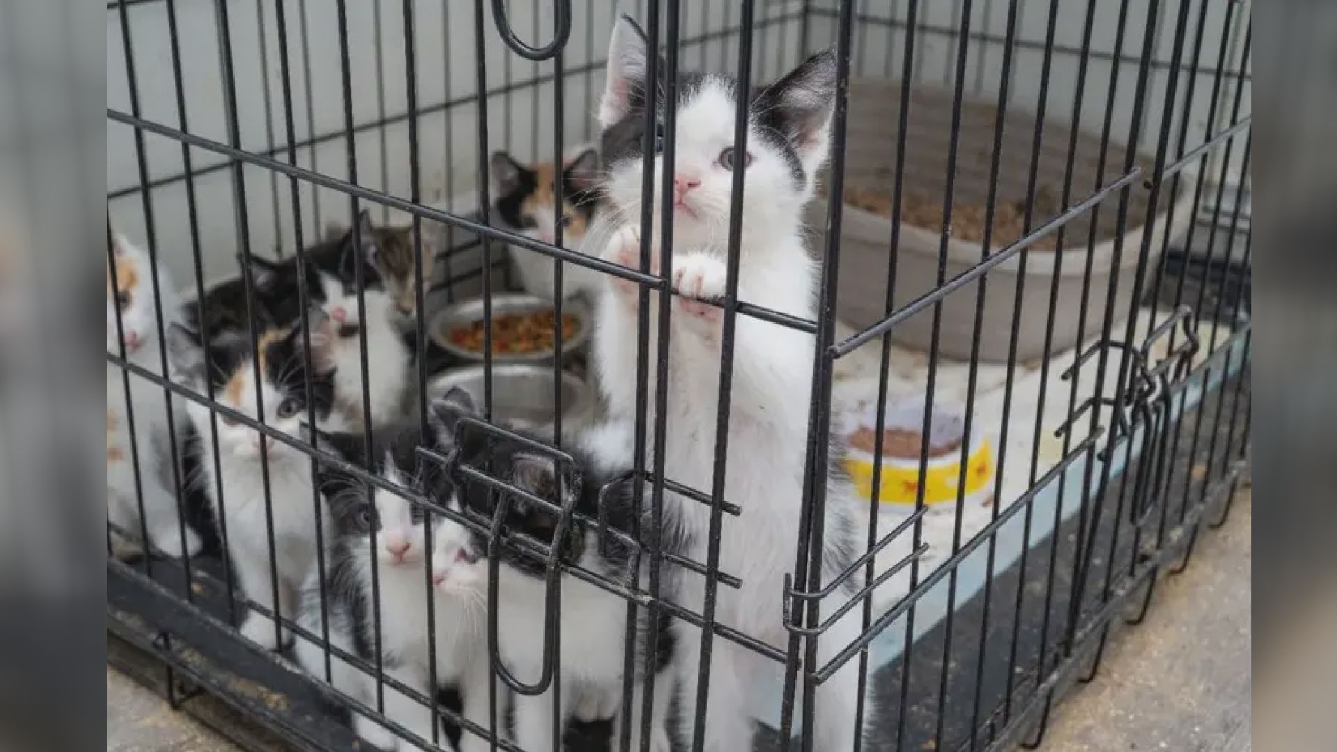 57 Kittens Rescued, Mississauga Man Arrested In Police Animal Cruelty Probe - Beritaja