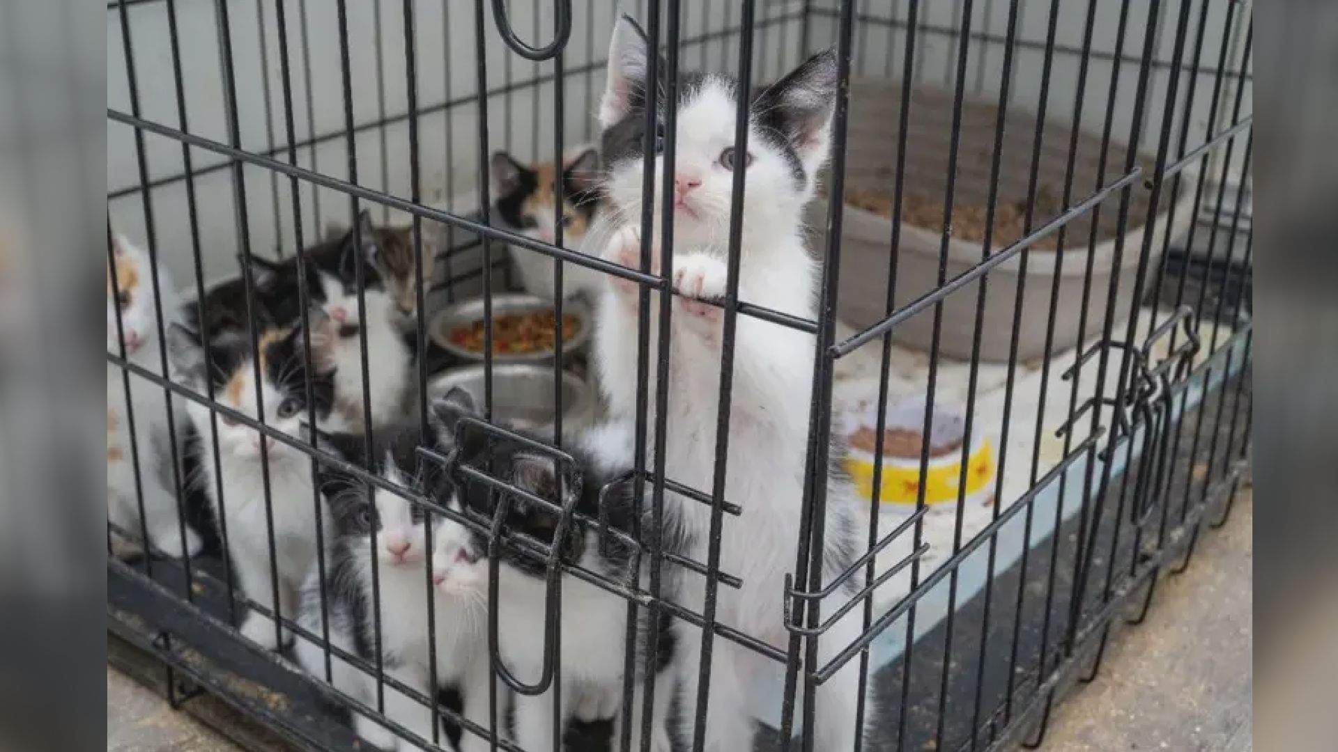 57 kittens rescued, Mississauga man arrested in police animal cruelty probe