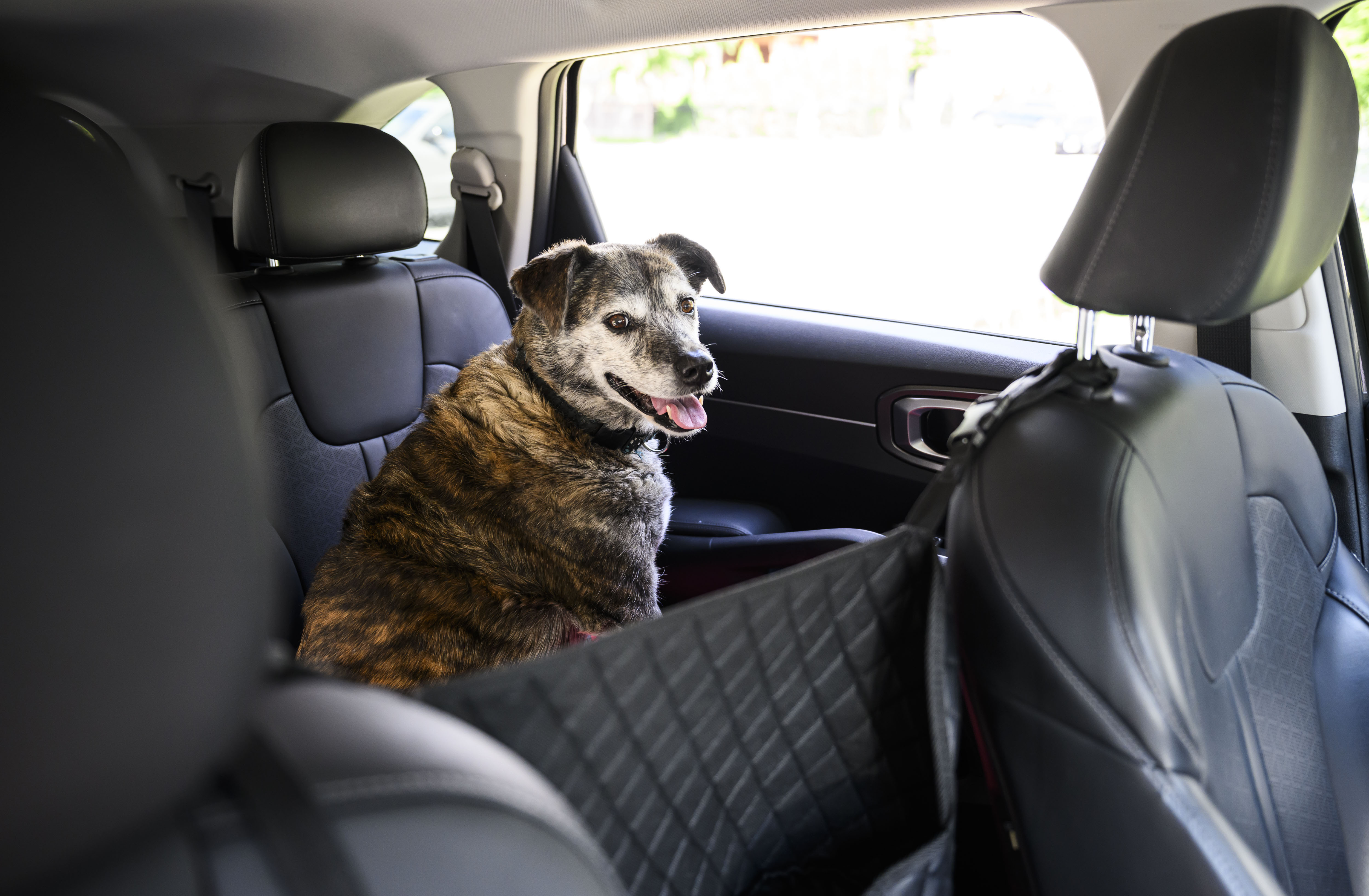Ontario City Considers $300 Fines When Pets Are Left In Hot Vehicles - Beritaja