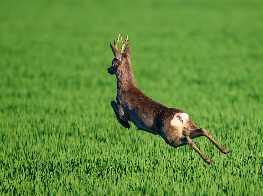 Police In France Alert Drivers To ‘unpredictable’ Hazard Of Drunken Deer - Beritaja