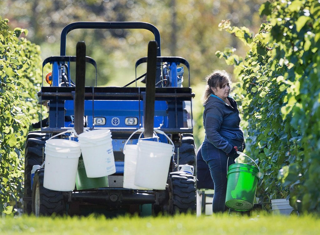 Canadian Wineries Say Scrapping Provincial Trade Barriers Would Add Billions To Gdp - Beritaja
