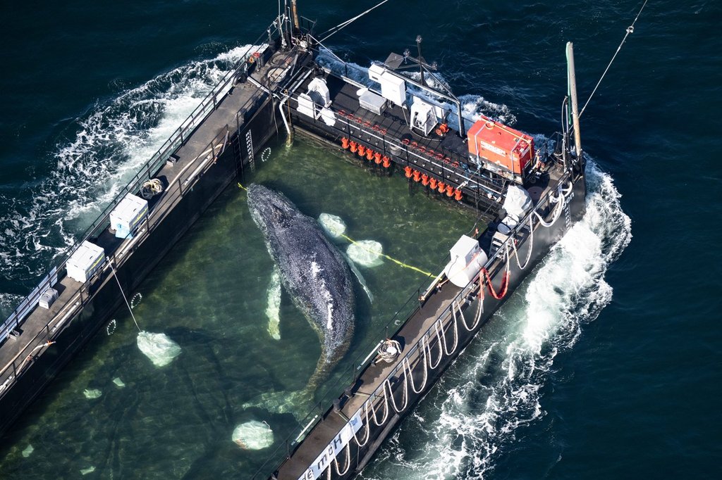 Timmy The Stranded Humpback Whale, Rescued And Returns To The Ocean - Beritaja