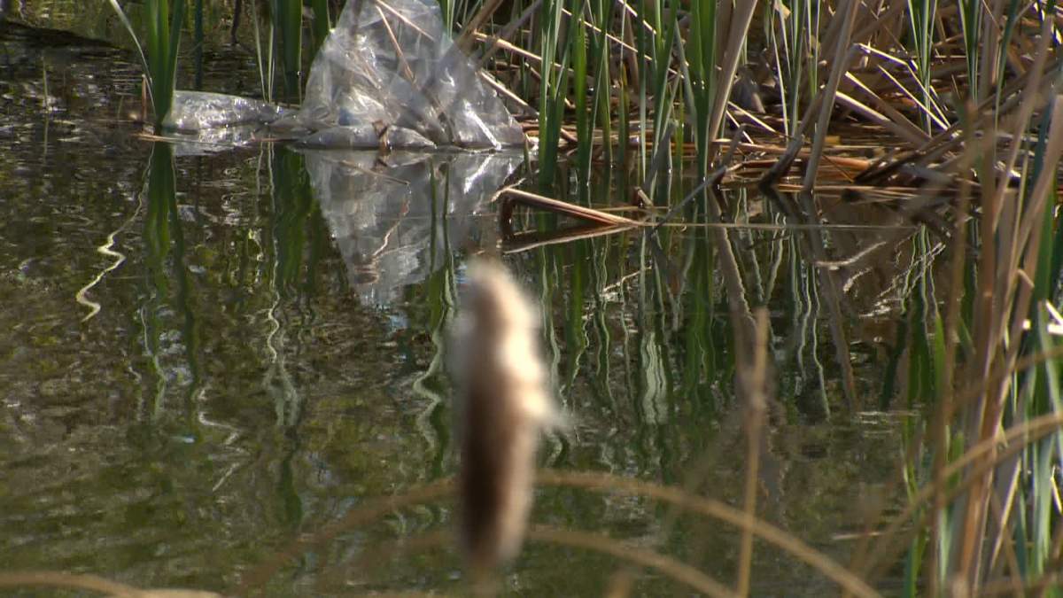 Garbage floats on the surface of a retention pond just south of the Shepard landfill in Calgary, Alta., on May 19 2026.