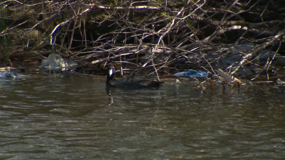 A duck swims amidst trash blown into a retention pond near 130th Ave. SE in Calgary, Alta., on May 19 2026.